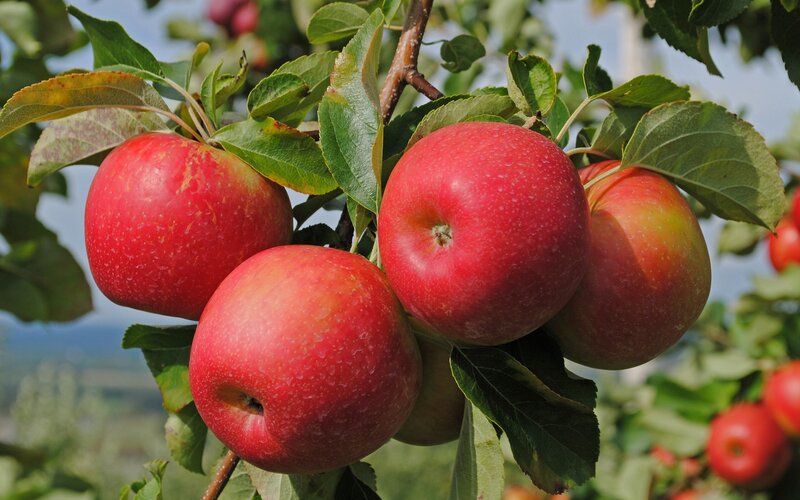 red apples on a tree branch