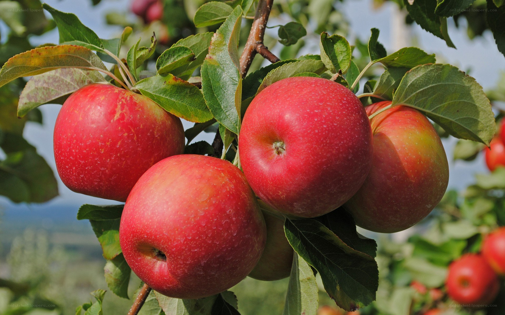 red apples on a tree branch
