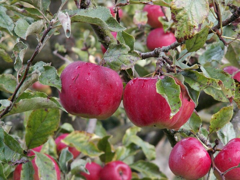 Red apples on a tree branch