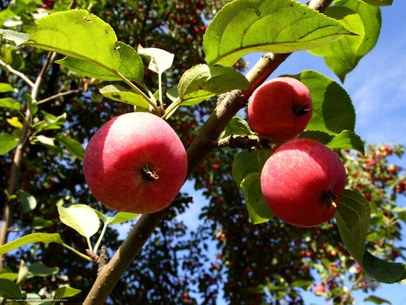 Red apples on a tree branch