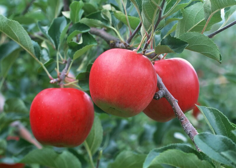 red apples on a tree