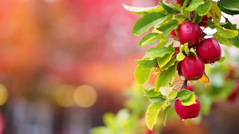 Red Apples on Branch — Serene