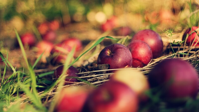 Red Apples on Ground — Serene, Autumn, Photograph