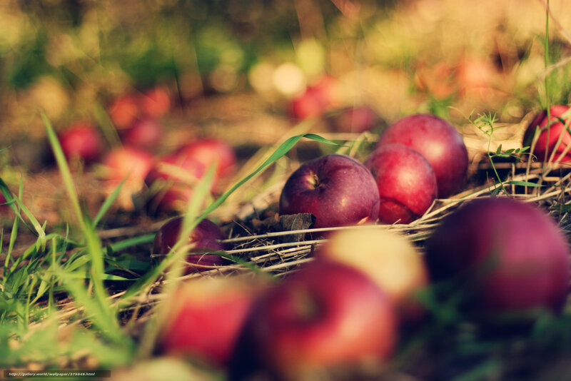 Red Apples on Ground — Serene