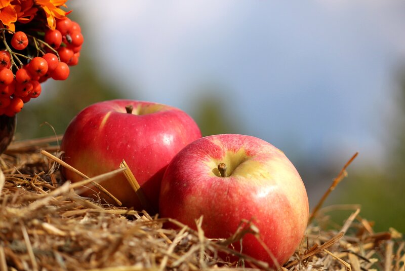 Red Apples on Hay