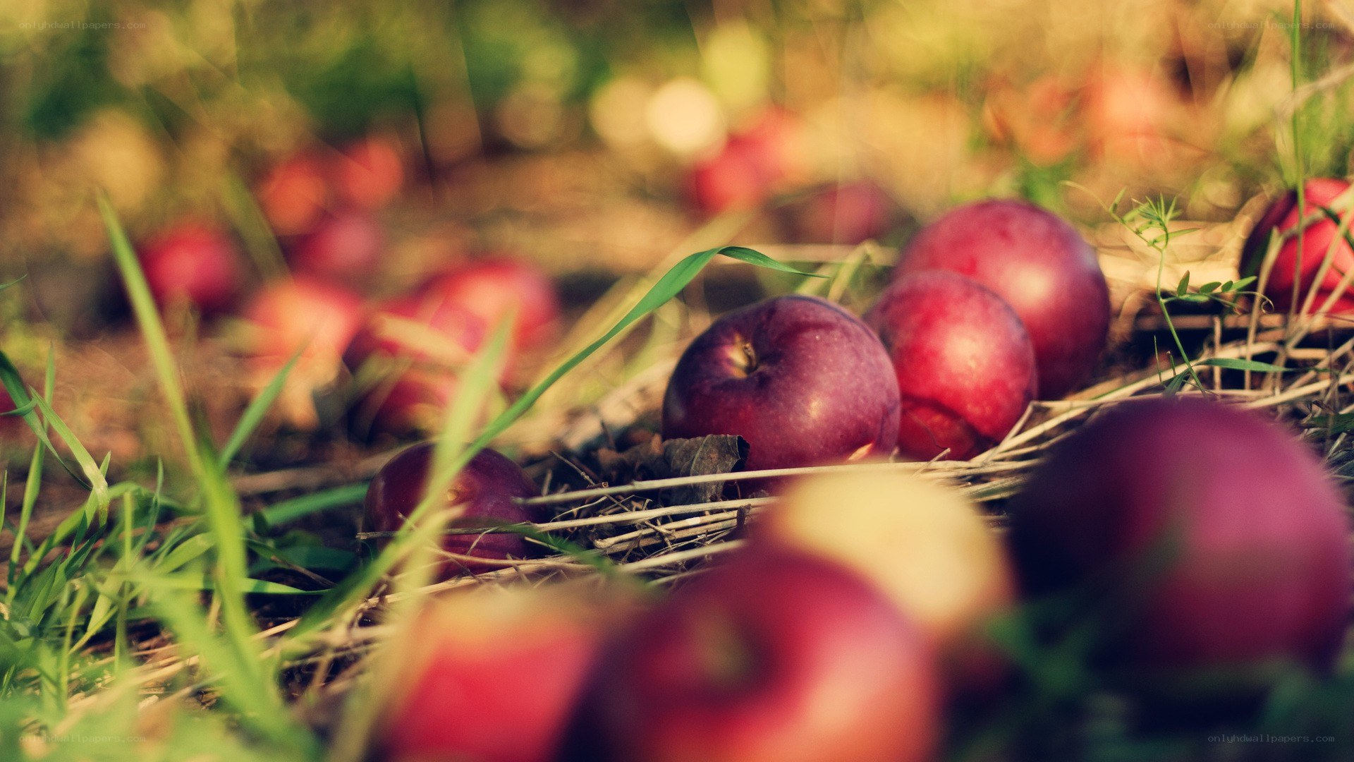 red apples on the ground