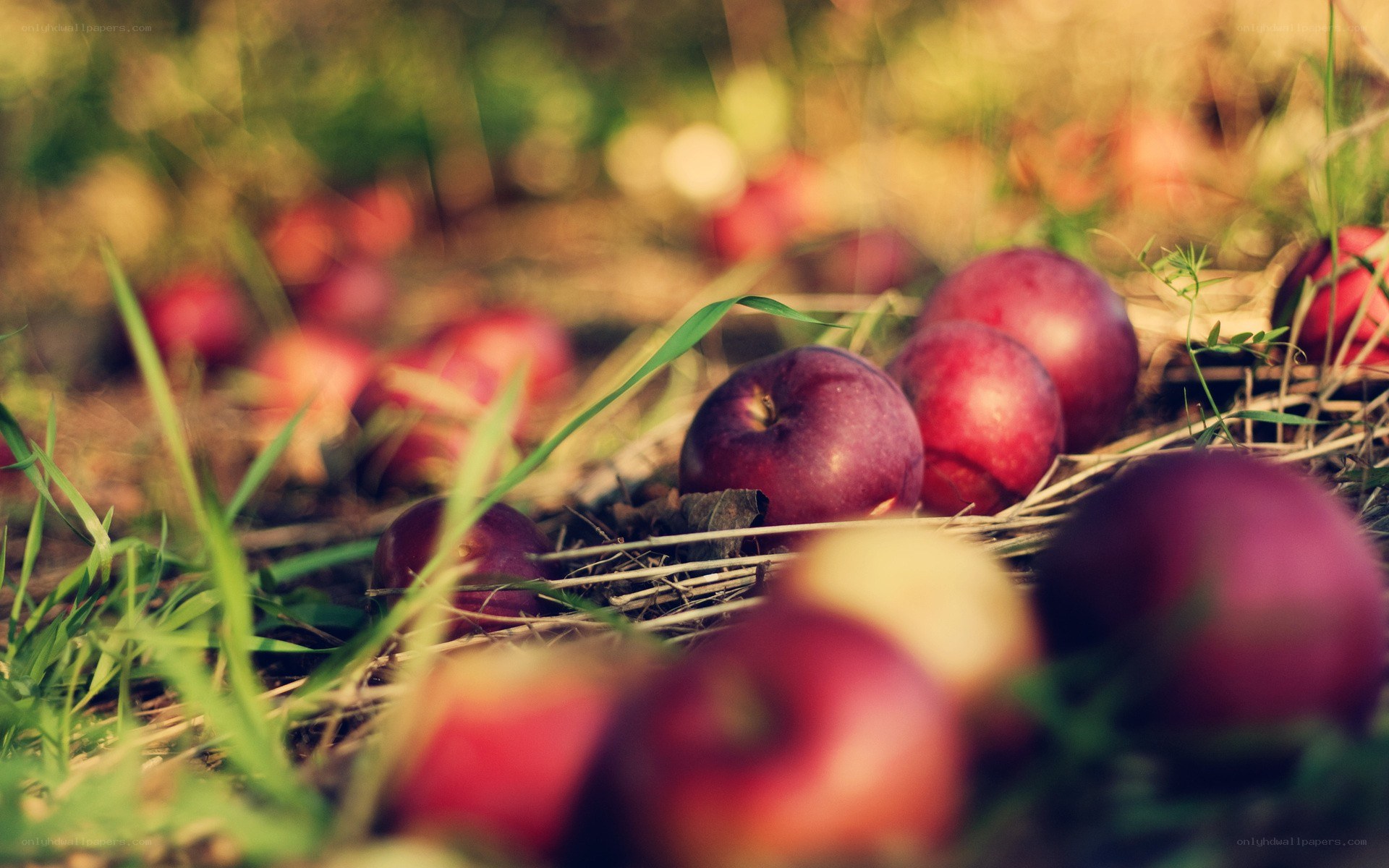 red apples on the ground
