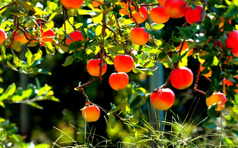 Red Apples on Tree — Bright