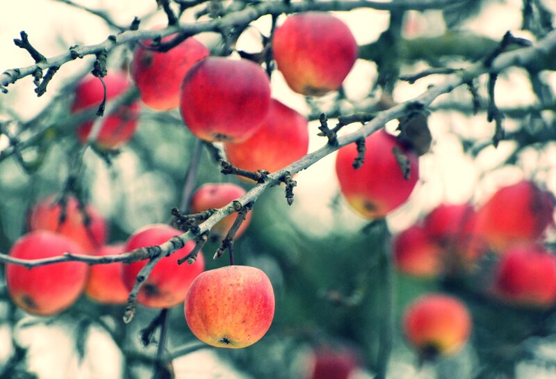 Red Apples on Tree — Calm