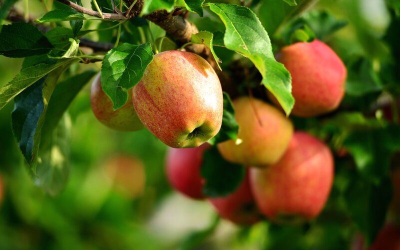 Red Apples on Tree — Green, Natural, Afternoon