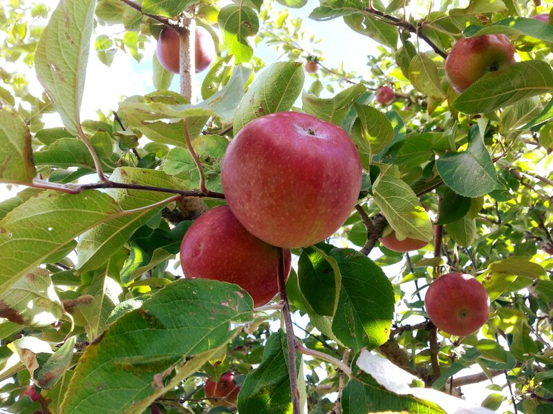Red Apples on Tree — Green, Natural