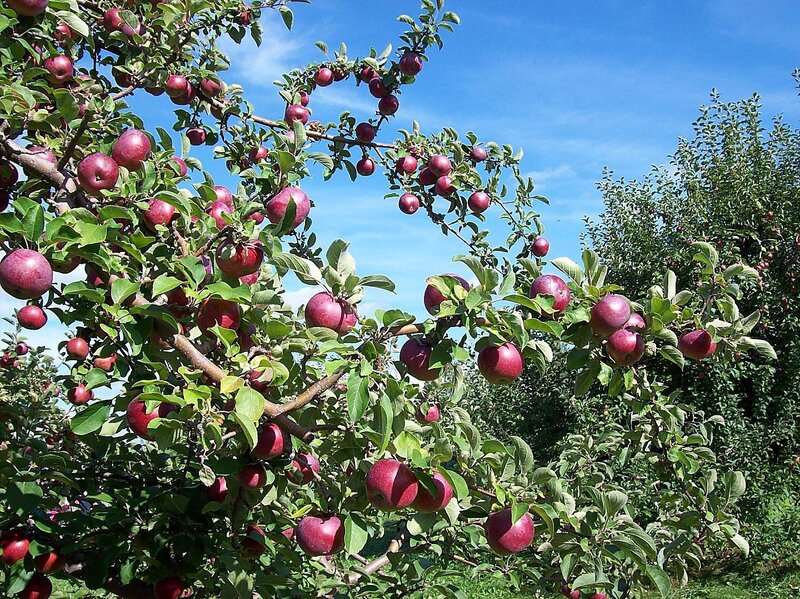 Red Apples on Tree — Green