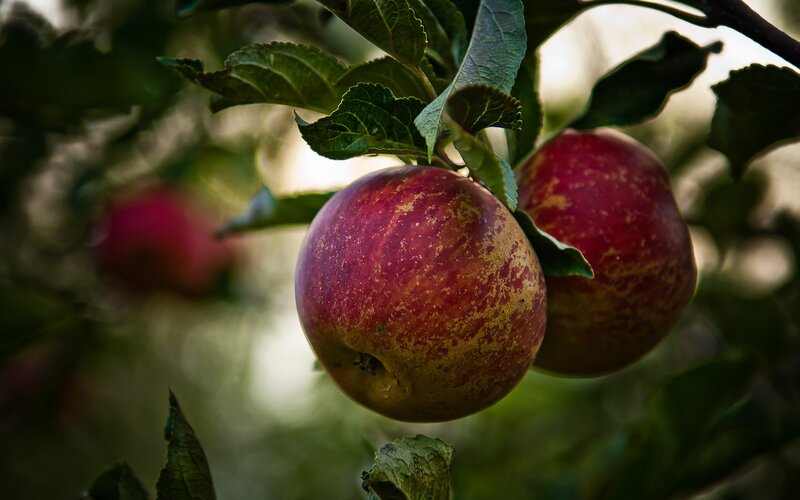 Red Apples on Tree — Natural, Afternoon, Photograph, Leaves, Branches, Green, Yellow