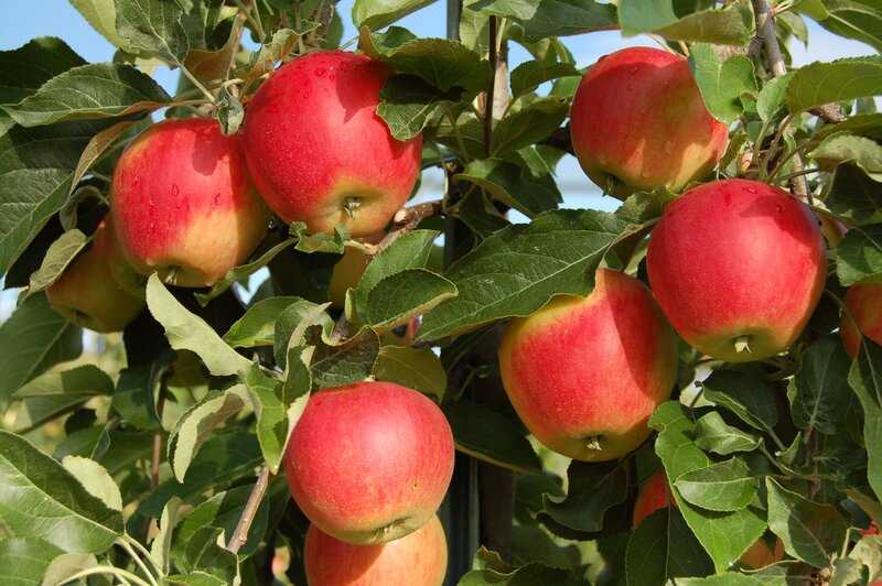 Red Apples on Tree — Natural, Afternoon, Photograph, Leaves, Branches, Sunlight