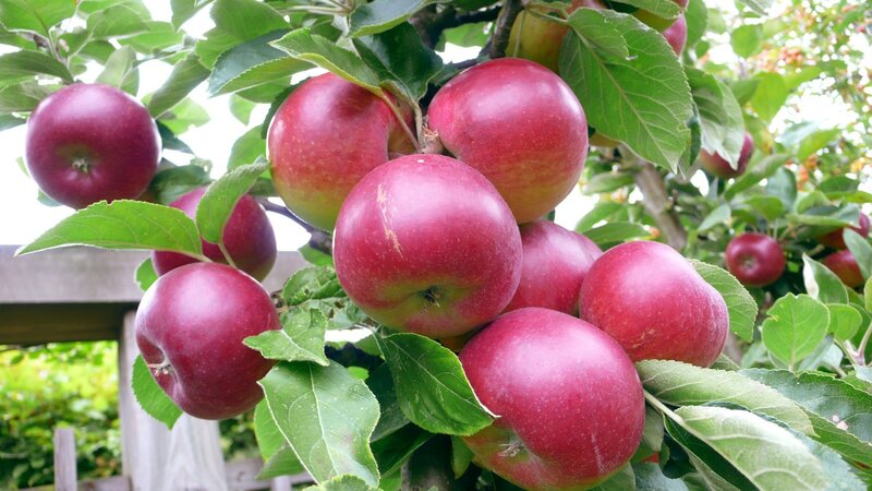 Red Apples on Tree — Natural, Afternoon, Photograph