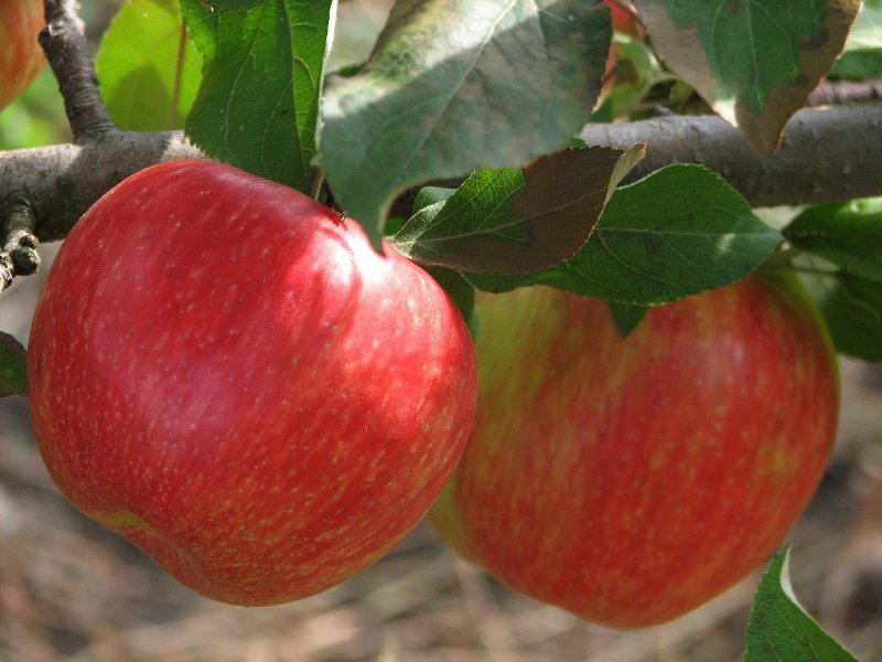 Red Apples on Tree — Natural, Afternoon