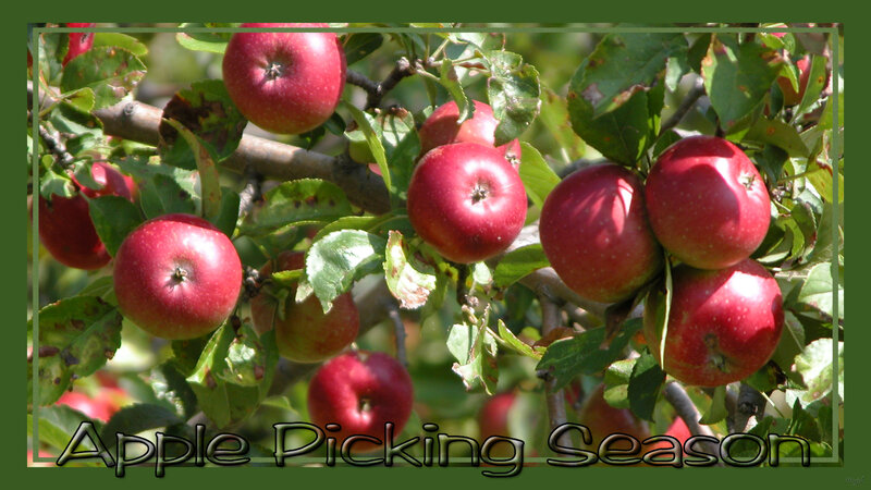 Red Apples on Tree — Natural, Autumn