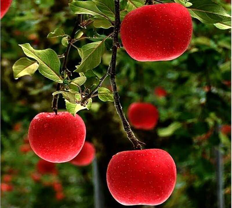 Red Apples on Tree — Natural, Summer, Photograph