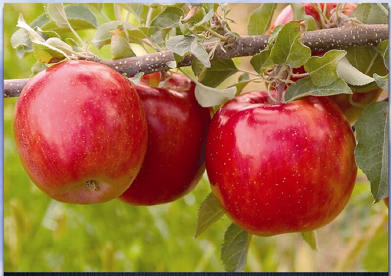 Red Apples on Tree — Natural, Summer