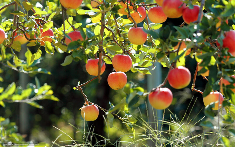 Red Apples on Tree — Serene, Afternoon, Photograph, Leaves, Branches