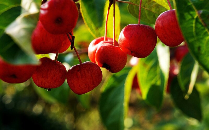 Red Apples on Tree — Serene, Afternoon, Photograph, Leaves, Fruit