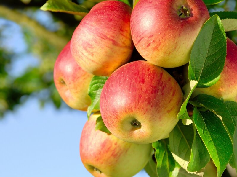 Red Apples on Tree — Serene, Afternoon, Photograph, Leaves