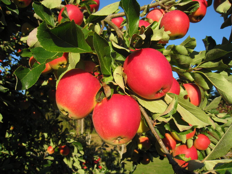 Red Apples on Tree — Serene, Afternoon, Photograph