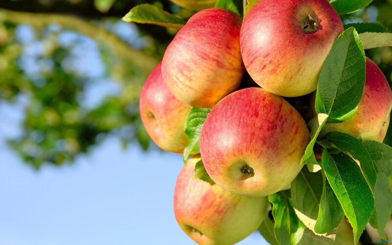 Red Apples on Tree — Serene, Afternoon