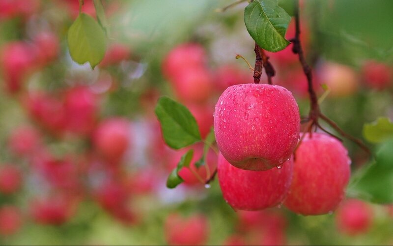 Red Apples on Tree — Serene, Morning