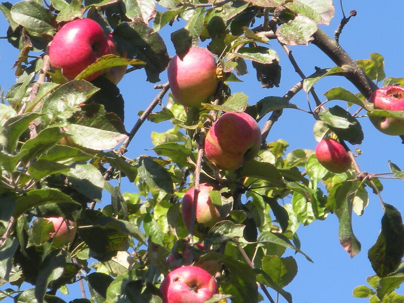 Red Apples on Tree — Serene