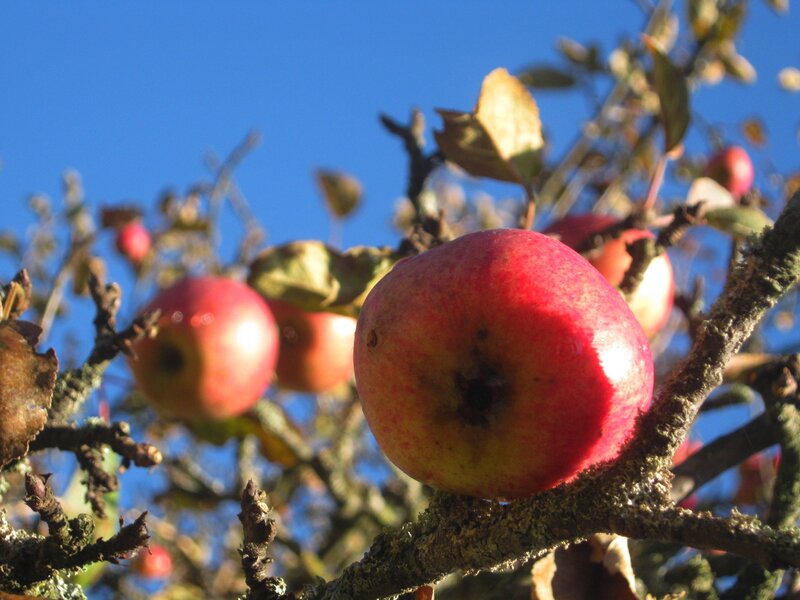 Red Apples on Tree