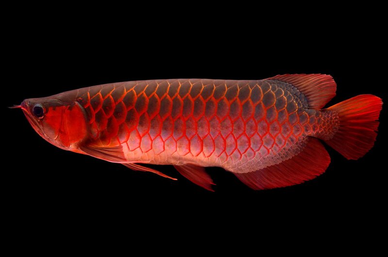 Red Arowana Fish