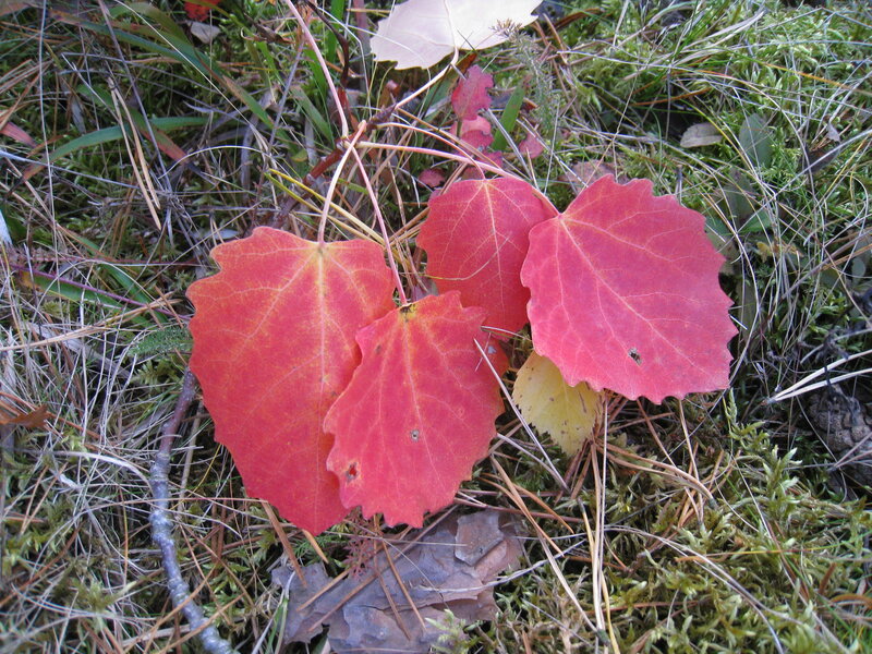 Red Aspen Leaves