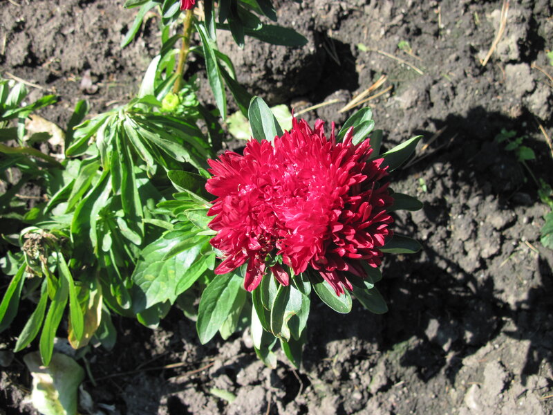 Red Aster Flower