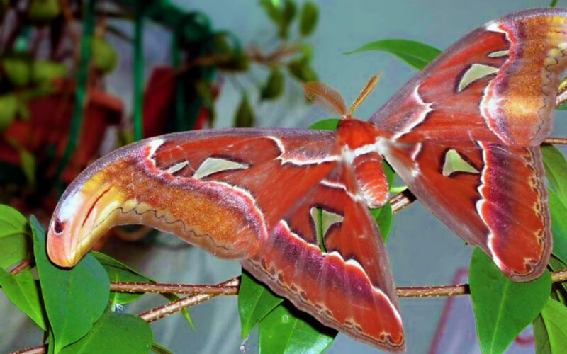 Red Atlas Moth — Natural