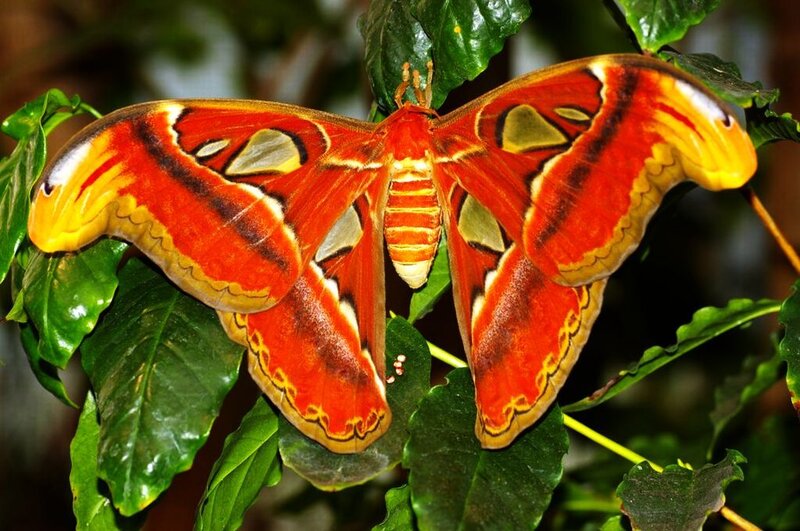 Red Atlas Moth