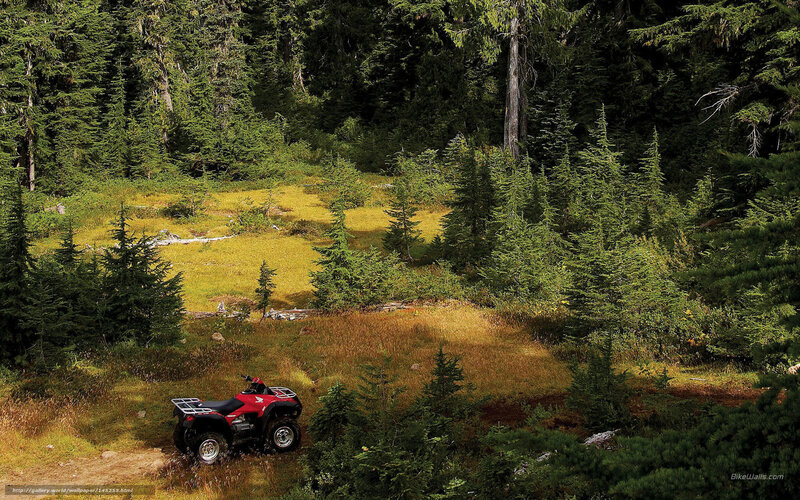 Red ATV in forest clearing