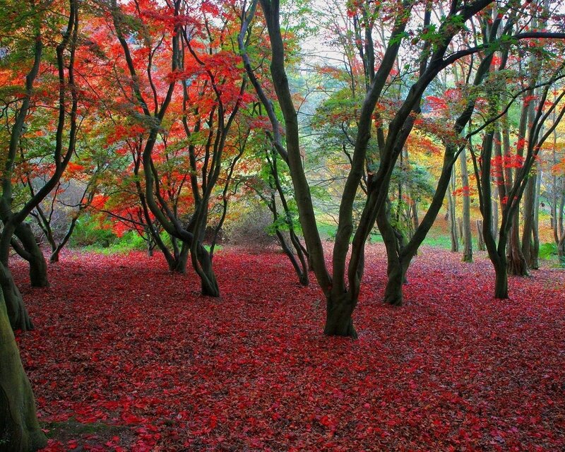 Red autumn forest