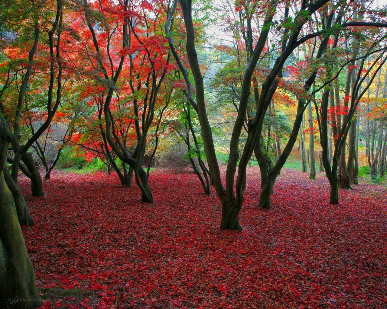 Red autumn forest floor