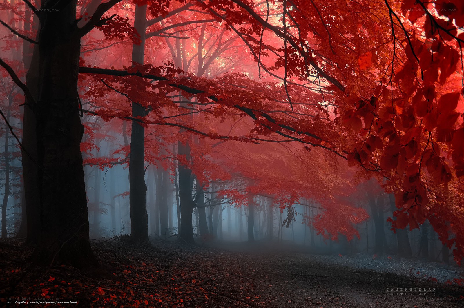 Red autumn forest mist