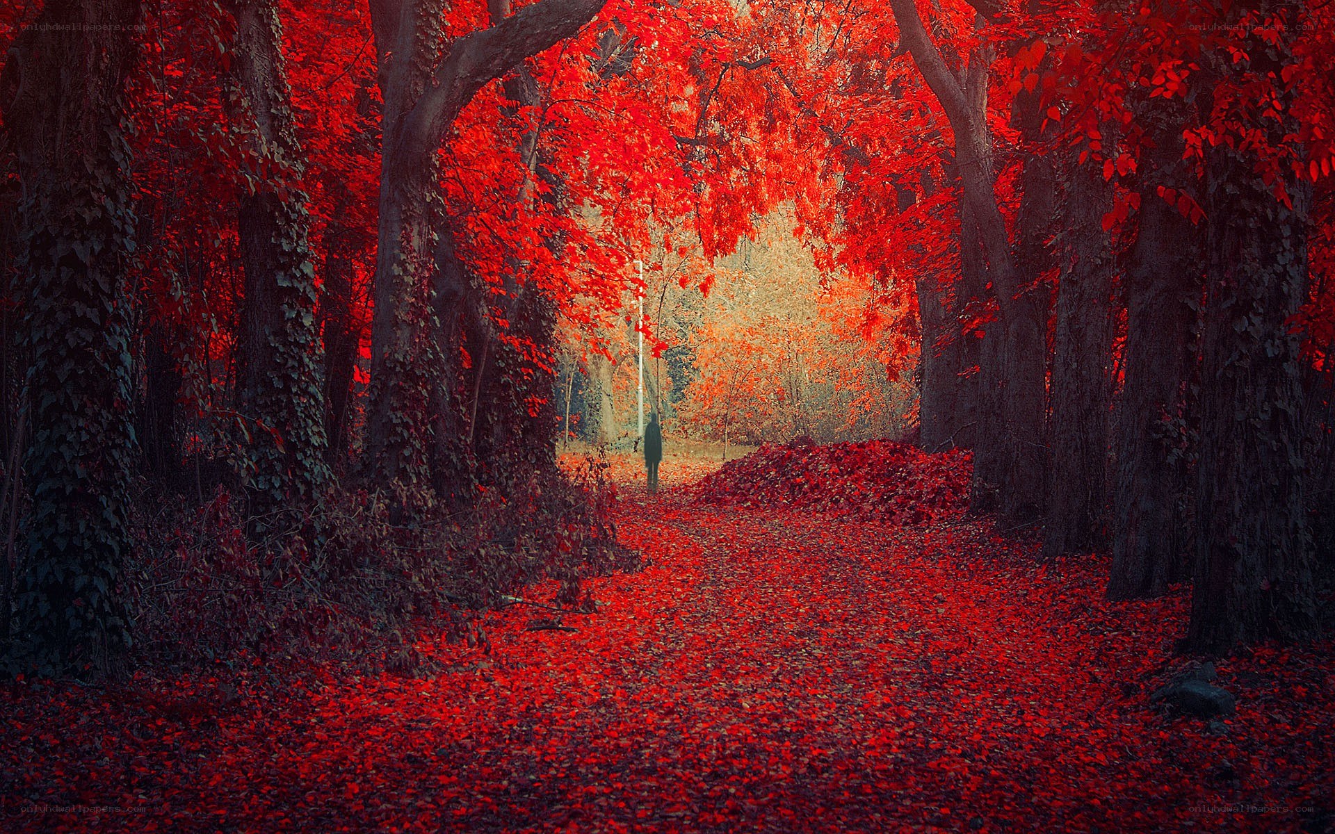 Red autumn forest path