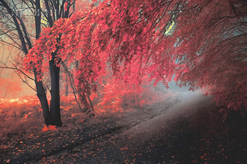 Red autumn forest path