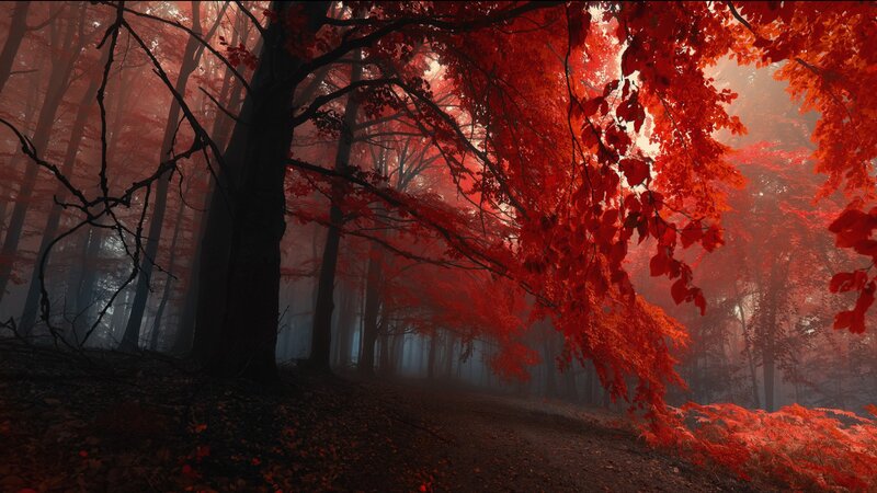 Red autumn forest path