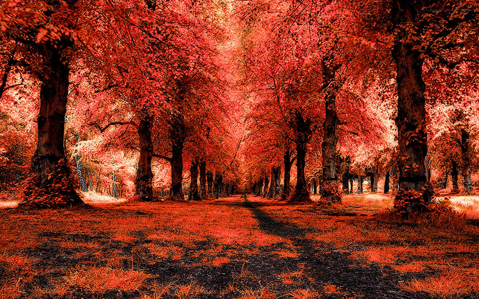 Red autumn forest path