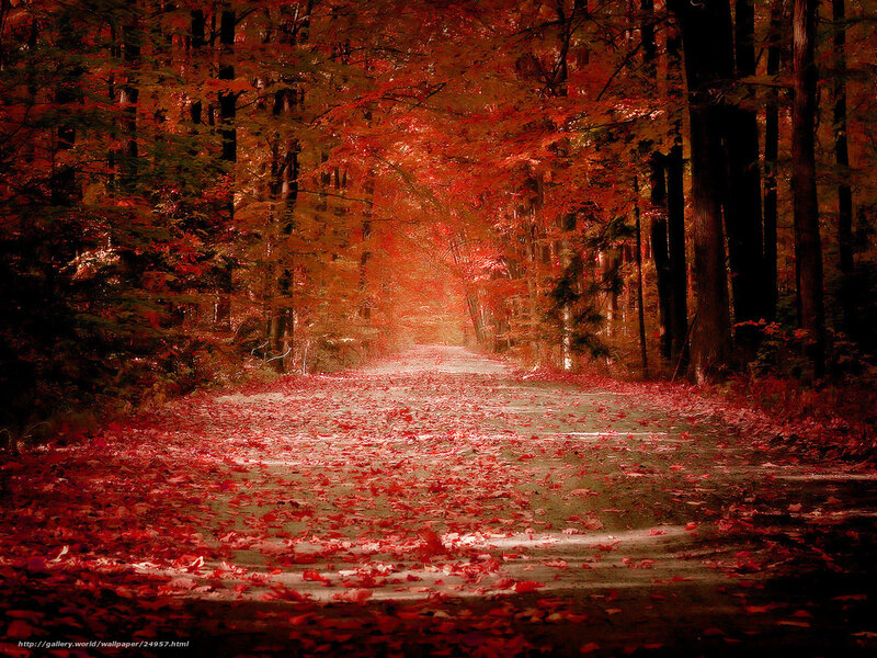 Red autumn forest path