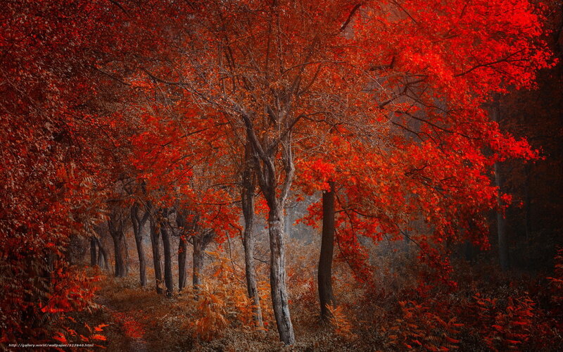 Red autumn forest