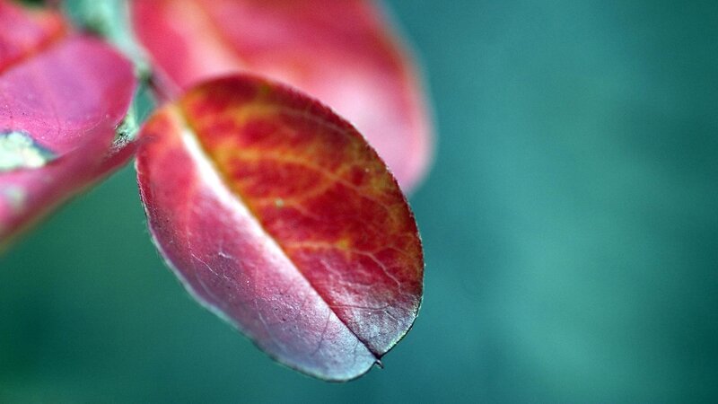 Red Autumn Leaf — Calm, Photograph, Stem