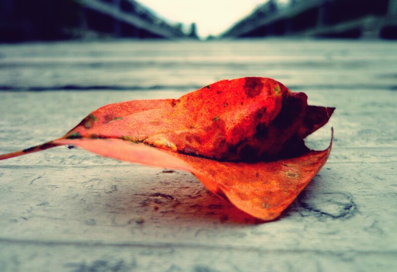 Red Autumn Leaf — Calm, Photograph