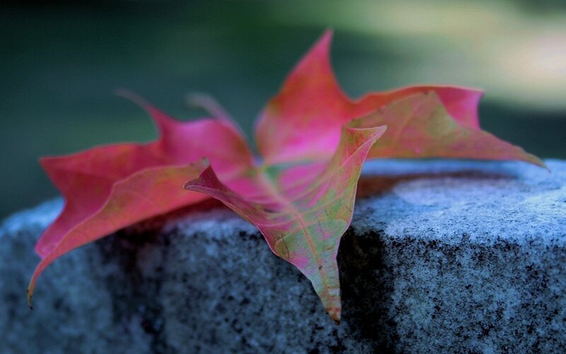 Red Autumn Leaf — Calm
