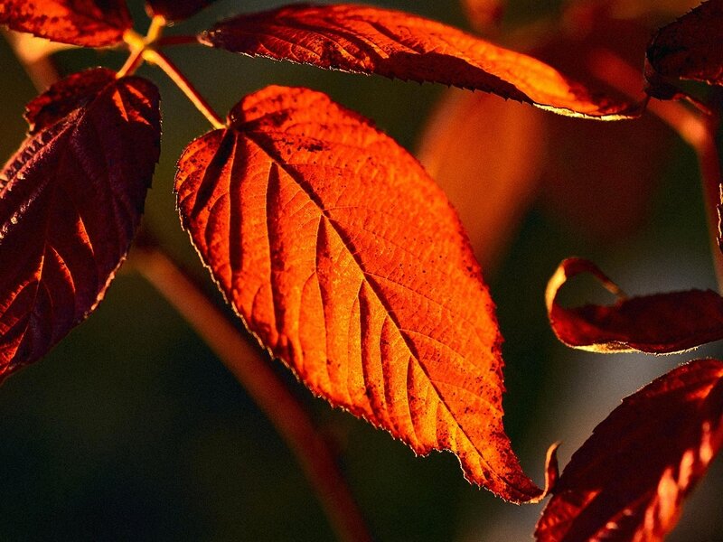 Red Autumn Leaf — Dramatic